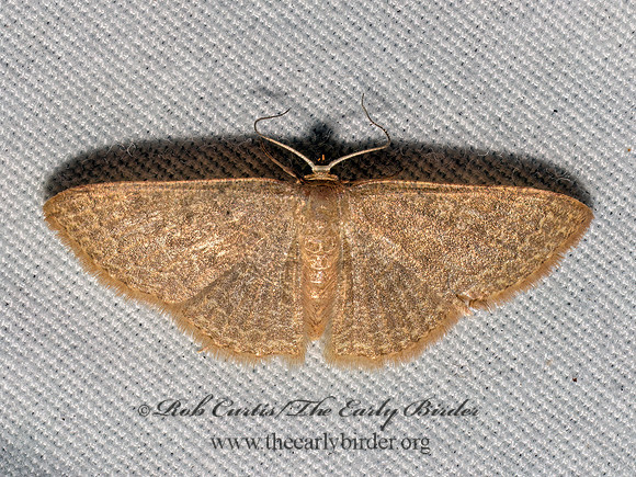 Pleuroprucha insulsaria COMMON TAN WAVE 9097961z