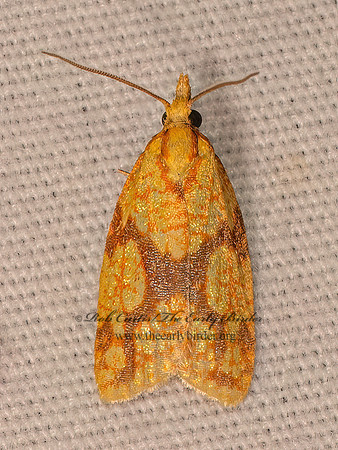 Sparganothis sulfureana SPARGANOTHIS FRUITWORM MOTH 8041792z