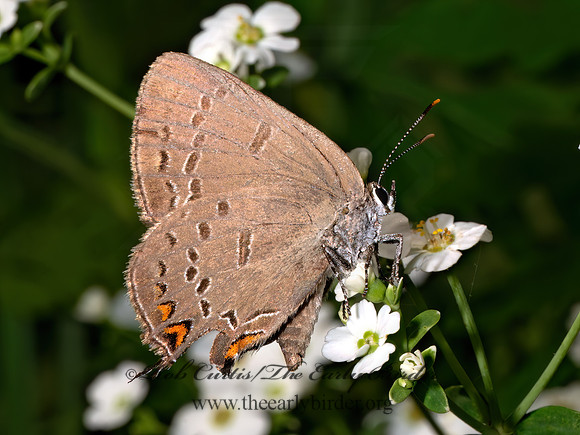 Satyrium edwardsii EDWARD'S HAIRSTREAK 8039790z
