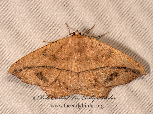 Prochoerodes lineola LARGE MAPLE SPANWORM 8041793z