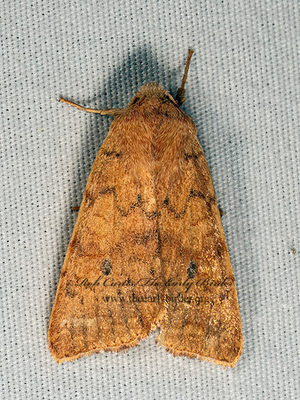 Sunira bicolorago BICOLORED SALLOW 8041869z