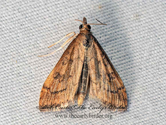 Udea rubigalis CELERY LEAFTIER MOTH 8041740z