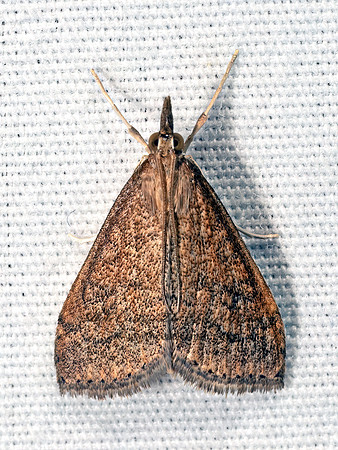 Udea rubigalis CELERY LEAFTIER MOTH 8041875z