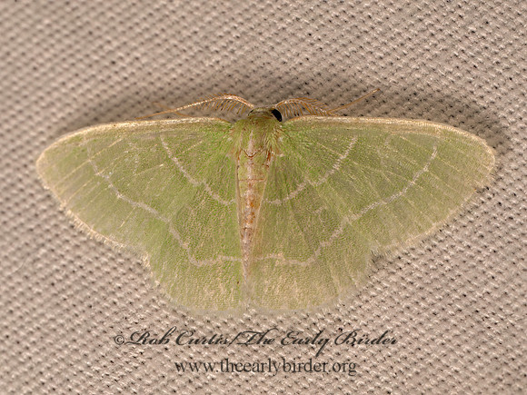 Synchlora aerata WAVY-LINED EMERALD 8041758z