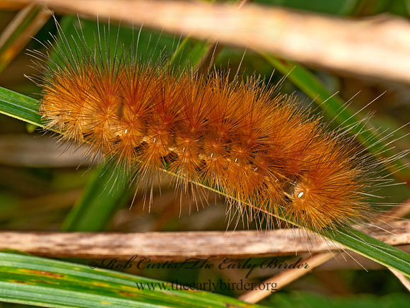 Spilosoma virginica VIRGINIA TIGER MOTH 8041651z