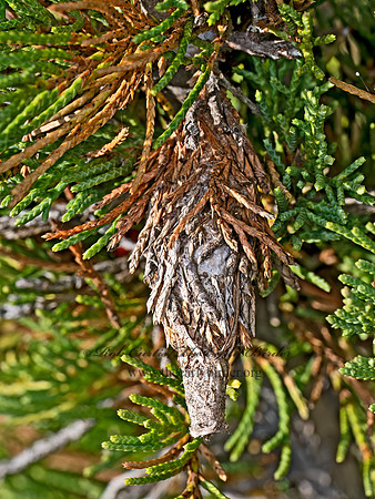 Thyridopteryx ephemeraeformis EVERGREEN BAGWORM MOTH 8042449z