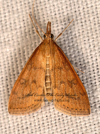 Udea rubigalis CELERY LEAFTIER MOTH 8042697z
