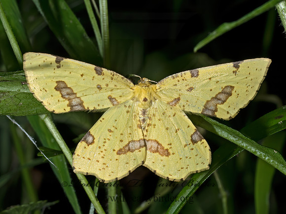 Xanthotype CROCUS GEOMETER 9096563z