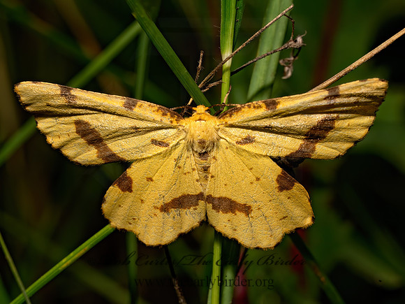 Xanthotype ANGERONINI GEOMETER 8041047z