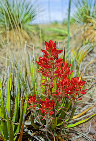 Castilleja chromosa  DESERT PAINTBRUSH 122424z
