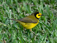 Setophaga citrina HOODED WARBLER 6039272z