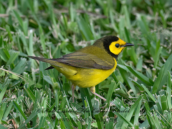 Setophaga citrina  HOODED WARBLER 6039272z