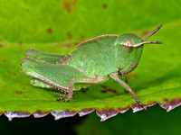 Chortophaga viridifasciata GREEN-STRIPED GRASSHOPPER 8041629z