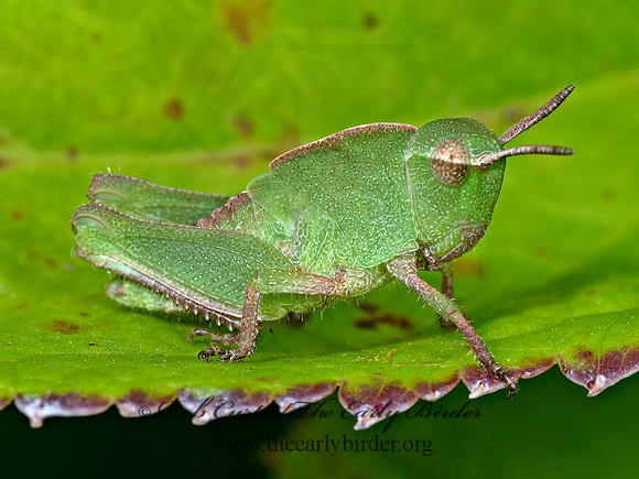 Chortophaga viridifasciata GREEN-STRIPED GRASSHOPPER 8041629z