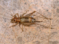 Anaxipha exigua SAY'S TRIG 9090292z