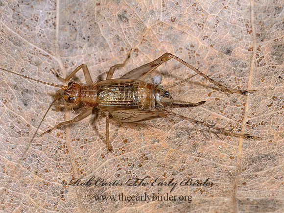 Anaxipha exigua SAY'S TRIG 9090292z