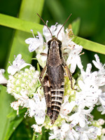 Melanoplus dawsoni DAWSON'S SPUR-THROATED GRASSHOPPER 8039755z