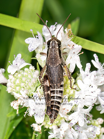Melanoplus dawsoni DAWSON'S SPUR-THROATED GRASSHOPPER 8039755z