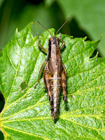 0 new grasshoppers