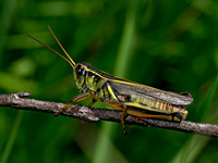 Melanoplus bivittatus femoratus 2-STRIPED GRASSHOPPER 8040290z