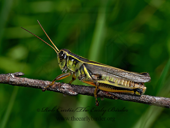 Melanoplus bivittatus femoratus 2-STRIPED GRASSHOPPER 8040290z