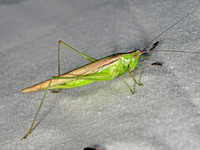 Conocephalus fasciatus SLENDER MEADOW KATYDID 8042715z