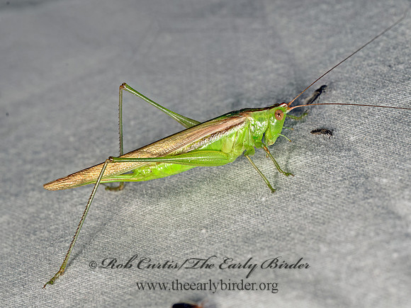 Conocephalus fasciatus SLENDER MEADOW KATYDID 8042715z