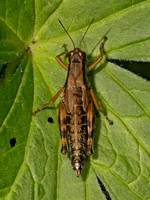 Melanoplus viridipes group GREEN-LEGGED GRASSHOPPER 9089776z