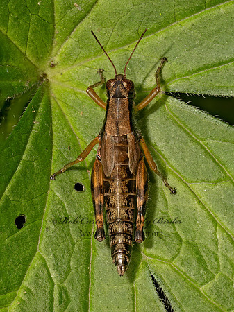 Melanoplus viridipes group GREEN-LEGGED GRASSHOPPER 9089776z