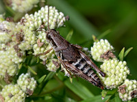Melanoplus dawsoni DAWSON'S SPUR-THROATED GRASSHOPPER 8040350z