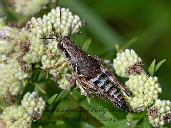 Melanoplus dawsoni DAWSON'S SPUR-THROATED GRASSHOPPER 8040350z