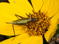 Oecanthus nigricornis BLACK-HORNED TREE CRICKET 8041634i