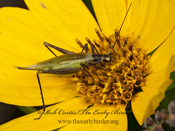 Oecanthus nigricornis BLACK-HORNED TREE CRICKET 8041634i