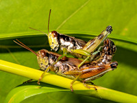 Melanoplus viridipes grp GREEN-LEGGED GRASSHOPPER 8039683z