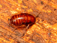 Parcoblatta virginica VIRGINIA WOOD ROACH 9086971z
