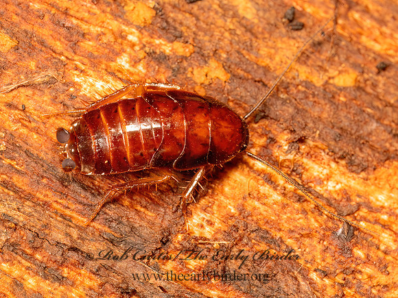Parcoblatta virginica VIRGINIA WOOD ROACH 9086971z