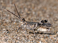 Psinidia fenestralis LONGHORN BAND-WINGED GRASSHOPPER 8039926z