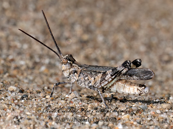 Psinidia fenestralis LONGHORN BAND-WINGED GRASSHOPPER 8039926z