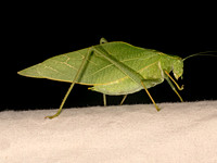 Microcentrum rhombifolium GREATER ANGLEWING KATYDID 8041843z