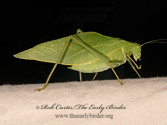 Microcentrum rhombifolium GREATER ANGLEWING KATYDID 8041843z