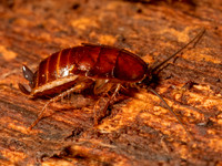 Parcoblatta virginica VIRGINIA WOOD ROACH 9086974z