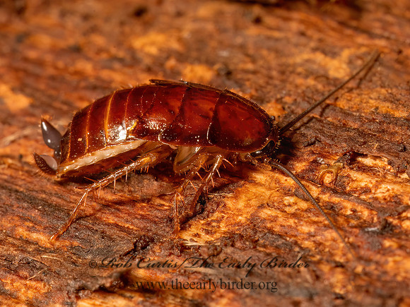 Parcoblatta virginica VIRGINIA WOOD ROACH 9086974z