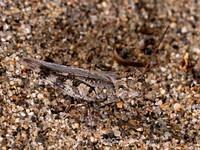 Psinidia fenestralis LONGHORN BAND-WINGED GRASSHOPPER 8040925z