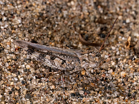 Psinidia fenestralis LONGHORN BAND-WINGED GRASSHOPPER 8040925z