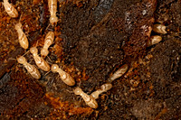 Rhinotermitidae TERMITE 3041333z