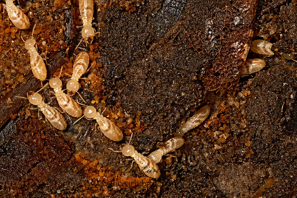 Rhinotermitidae TERMITE 3041333z