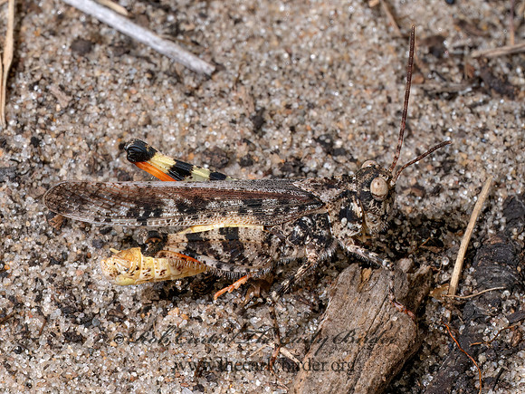 Spharagemon collare MOTTLED SAND GRASSHOPPER 8039770z