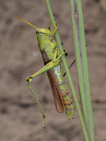 Schistocerca lineata SPOTTED BIRD GRASSHOPPER 8040529z
