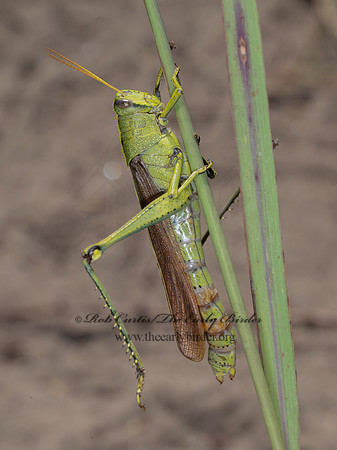Schistocerca lineata SPOTTED BIRD GRASSHOPPER 8040529z