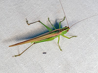 Conocephalus fasciatus SLENDER MEADOW KATYDID 8042726z-